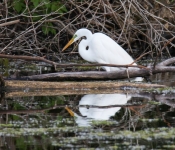 2016 06 11 WildLife MPLS 054